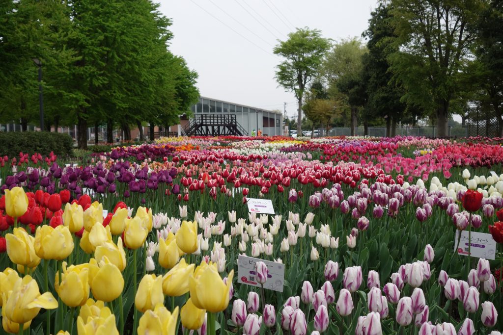 4月24日 日 22となみチューリップフェア3日目 本日の開花率は７０ です となみチューリップフェア