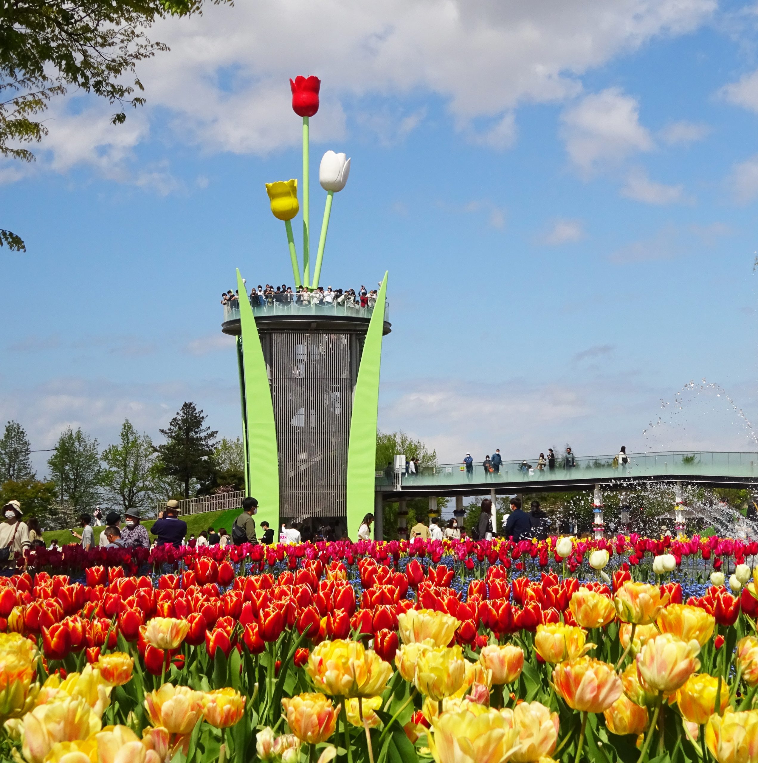 22 礪波鬱金香博覽會