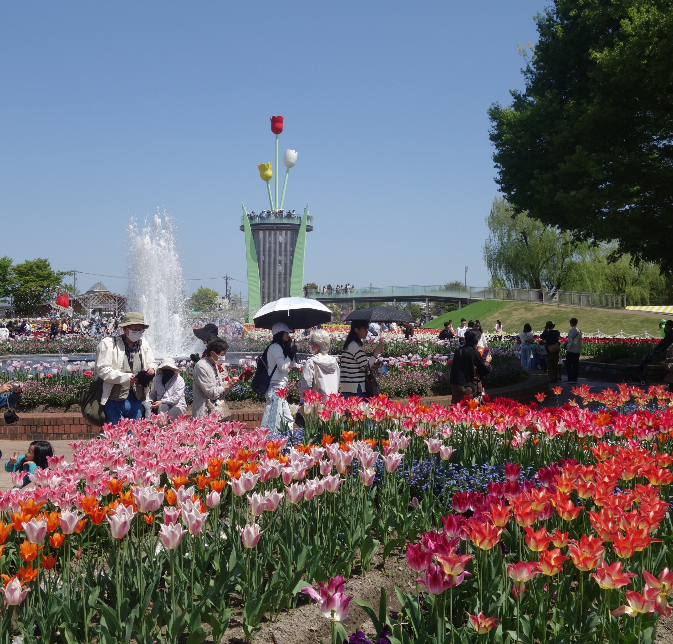砺波 チューリップ 公園